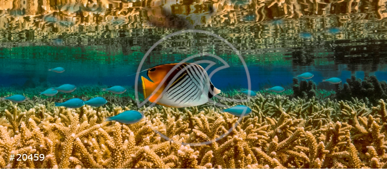 Tahiti Stock Photos: Tropical fishes