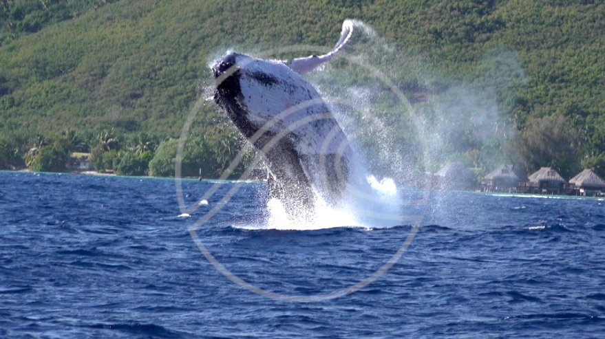 humpback whales season