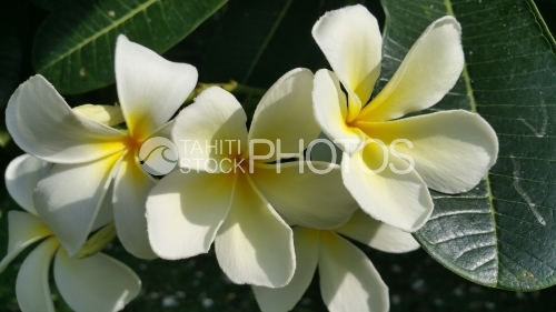 Tropical flora images Pacific islands